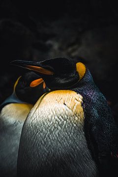 King penguin by Jeff.Framez