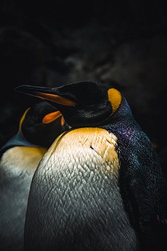 Königspinguin