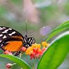 Vlinder in Mangrove van Wilbert Tintel