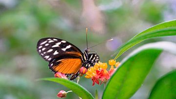 Papillon dans la mangrove sur Wilbert Tintel