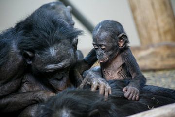 Baby chimpanzee learns to flea by Joost Adriaanse