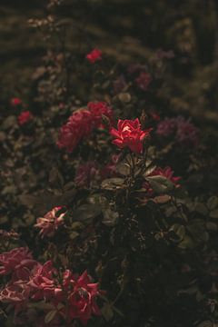 Rose bush in Sardinia