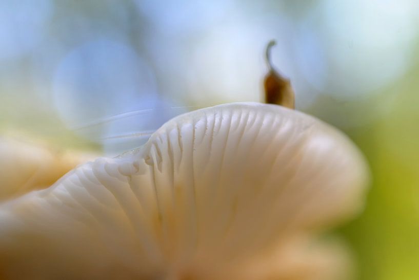 Champignon de porcelaine par Barbara Brolsma