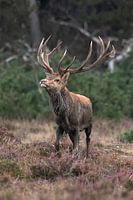 A red deer on the Veluwe