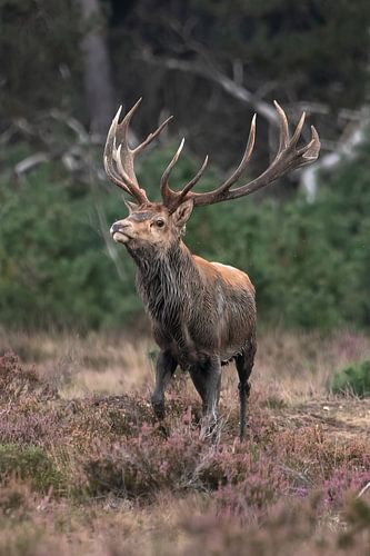Een Edelhert op de Veluwe
