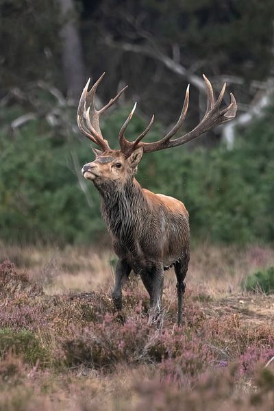 A red deer on the Veluwe by Davey Bogaard