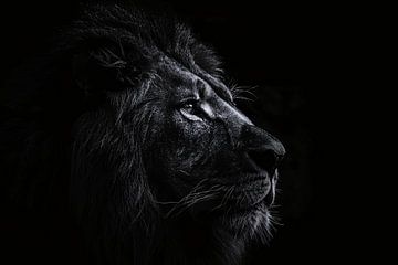 Koninklijke leeuw in zwart-wit portret van De Muurdecoratie