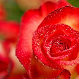 Red Blush Rose Macro III by Iris Holzer Richardson