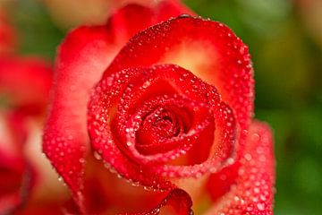 Red Blush Rose Macro III