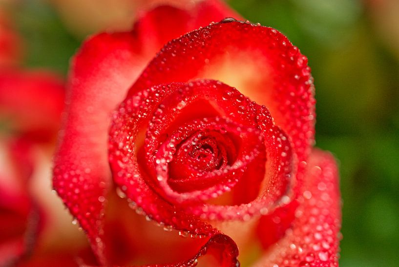 Rouge Blush Rose Macro III par Iris Holzer Richardson