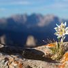 Edelweiss in the Alps by Dieter Meyrl