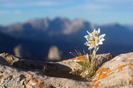 Edelweiss in de Alpen van Dieter Meyrl thumbnail