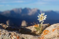 Edelweiss in the Alps