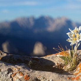 Edelweiss in the Alps by Dieter Meyrl