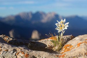 Edelweiß in den Alpen