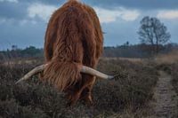 Scottish Highlander