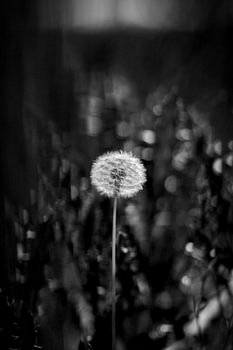 Bloem zwart wit
