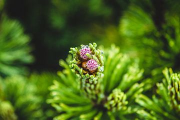 Pijnboombloem in de Poolse Tatras van Nick Chesnaye