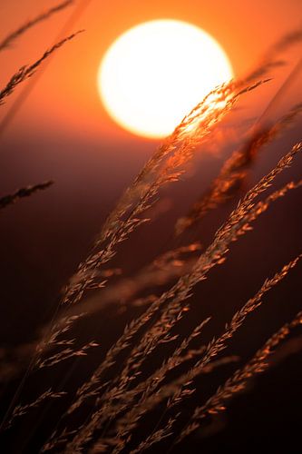 von der Sonne geküsst