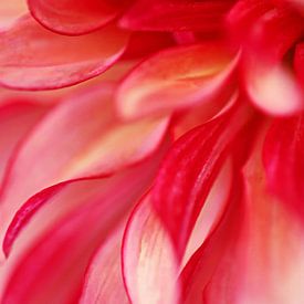 bloeiende dahlia heel dichtbij van stewic_
