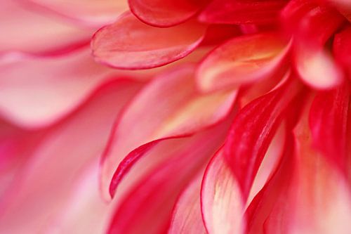 dahlia en fleurs tout près sur stewic_