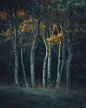 Mystieke sfeer in het bos van fernlichtsicht