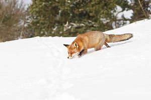 Un renard dans la neige sur Menno Schaefer