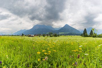 Alpenweide, Lorettowiesen bij Oberstdorf, Allgäu van Walter G. Allgöwer