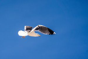 Vol libre sous le ciel bleu