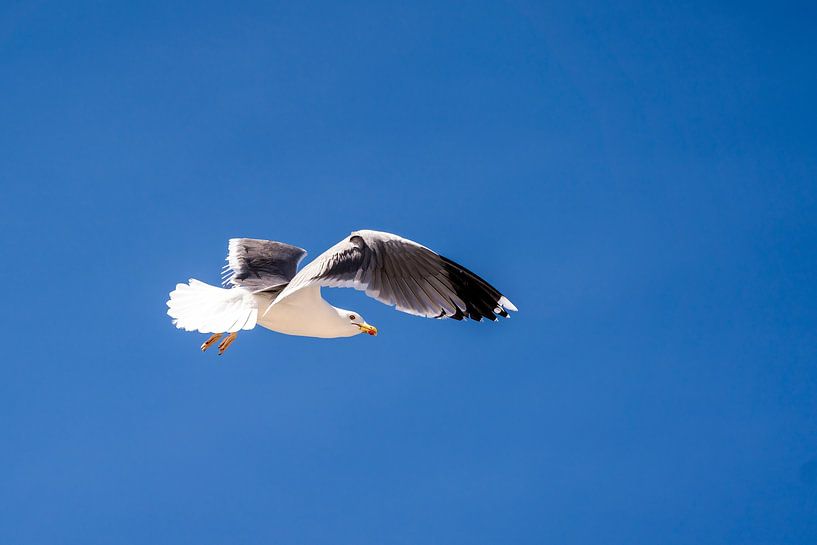 Free Flight under the Blue Sky by Femke Ketelaar
