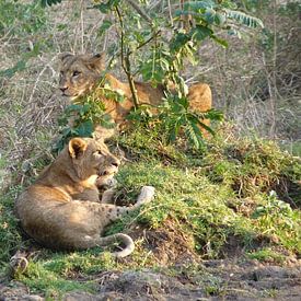 Leeuwen in Kenia van Daisy Janssens