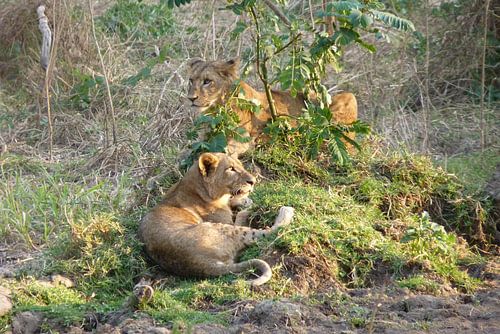 Leeuwen in Kenia