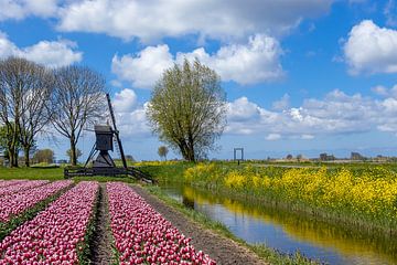 Tulpenveld in Noord-Holland van Willie.Photography