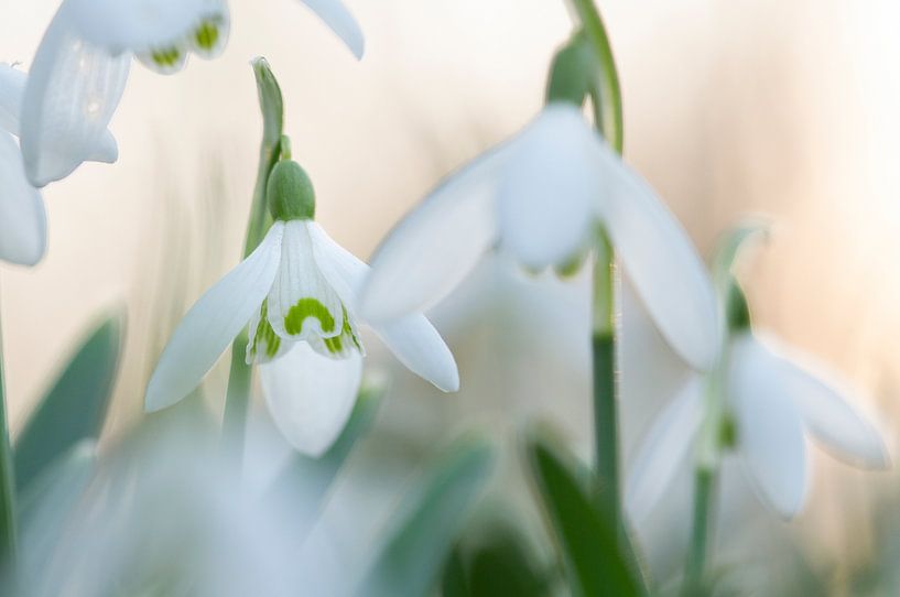 Schneeglöckchen von Elles Rijsdijk