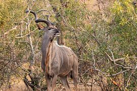 Koedoes by Photo By Nelis