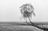 Lost in the mist!