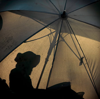 Parapluie pour chien