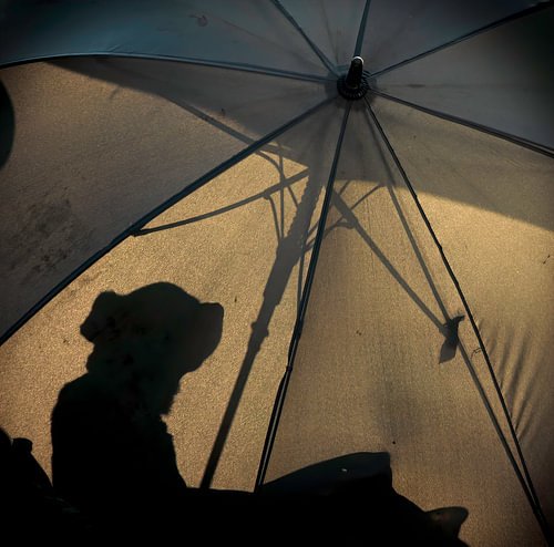 Regenschirm für Hunde