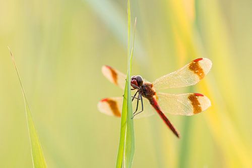 Bandheidelibel in het gras