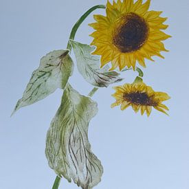 Sunflowers  A von Frank van Veen