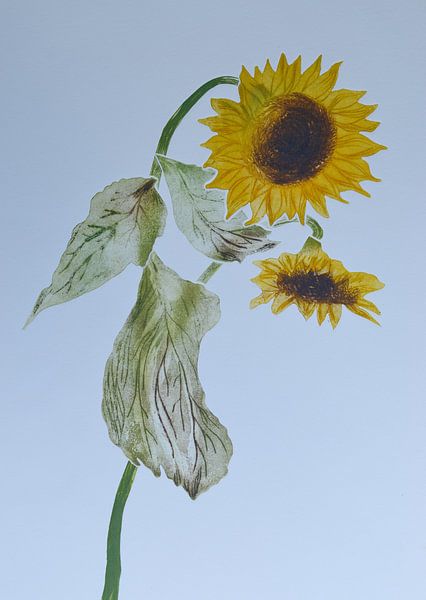 Sunflowers  A by Frank van Veen
