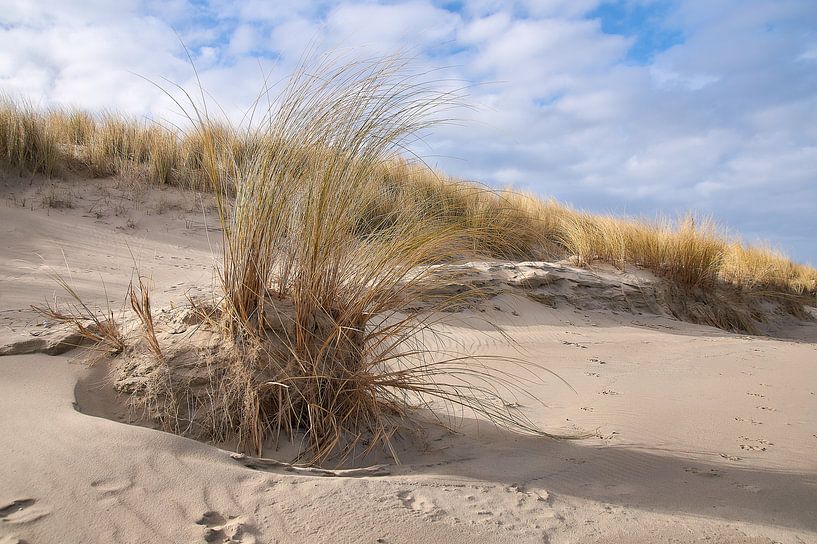 Marram grass on the dunes by Ad Jekel