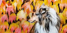 Schotse collie von Harrie Muis