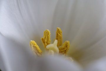 Close up van een witte tulp van Tanja Huizinga Photography