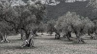 Olivenbaum