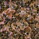 feuilles d'hortensias par Klaartje Majoor Aperçu