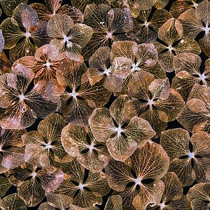 feuilles d'hortensias sur Klaartje Majoor