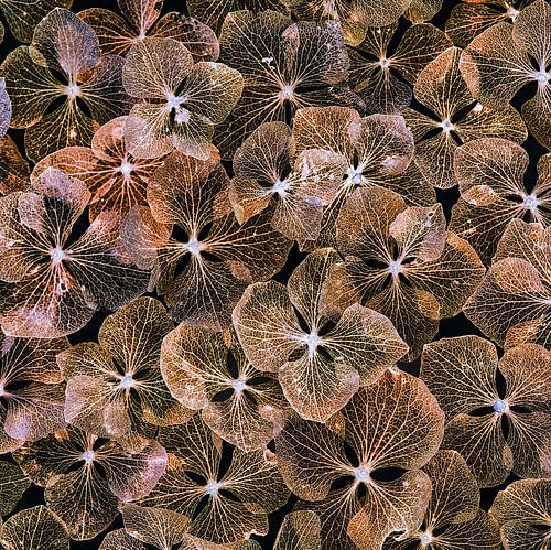hydrangea leaves by Klaartje Majoor