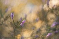 Blühendes Heidekraut von Loulou Beavers Miniaturansicht