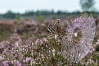 Spider web with dew